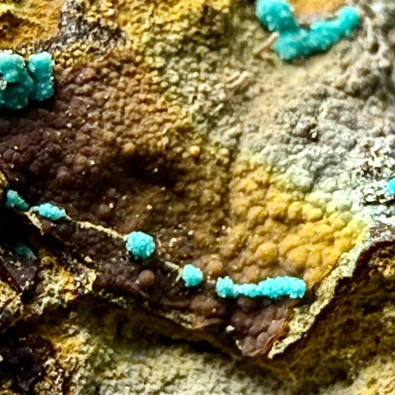 Marioantofillite - Monte Copello-Reppia mine, Reppia, Ne, Genoa, Liguria, Italy